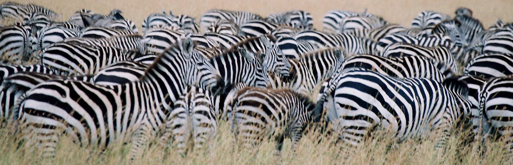 Zebras Dazzle and Innovate