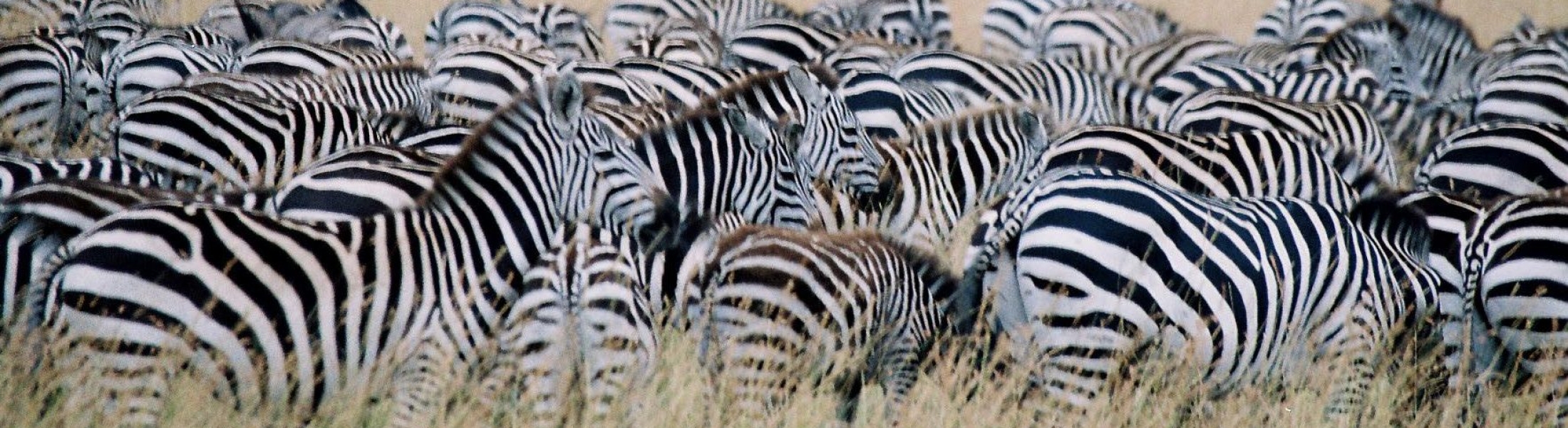 dazzle of zebras